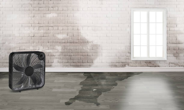 Best Flood restoration services  in Mascotte, FL