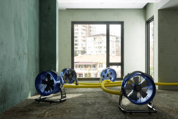 Best Water damage cleanup near me  in Mascotte, FL